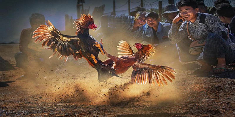qh99 đăng nhập roulette số 1