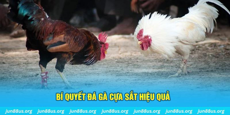 qh99 đá gà cựa dao