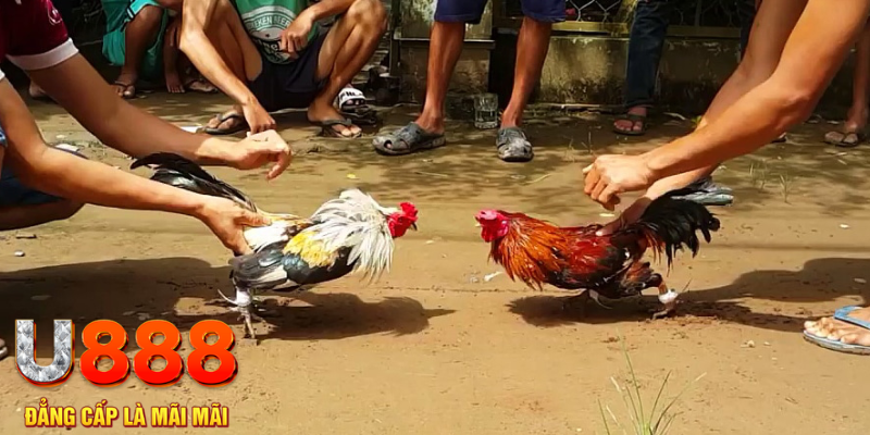 qh99 đăng nhập mậu binh rút tiền nhanh