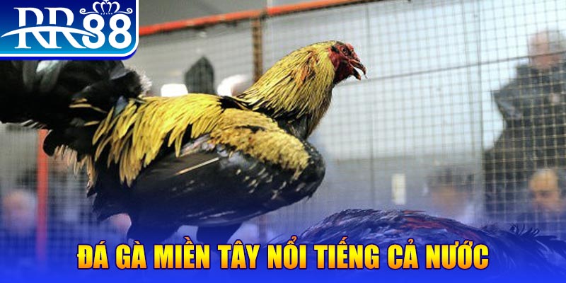 qh99 gà chọi c1.com trực tiếp 888